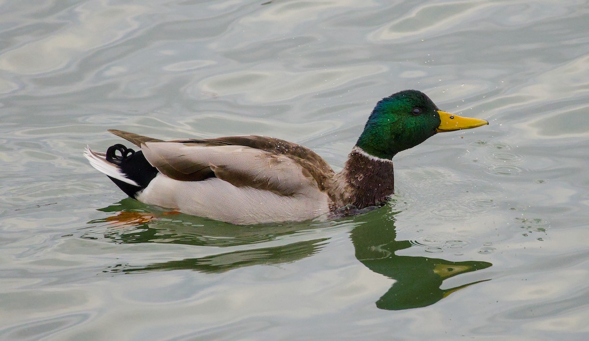Mallard - ML643464047