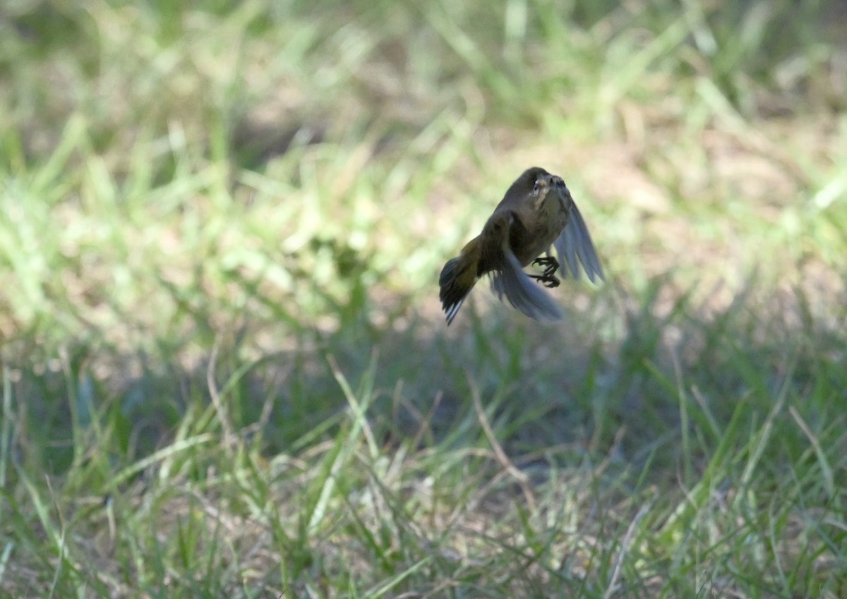 Palm Warbler - ML643464050