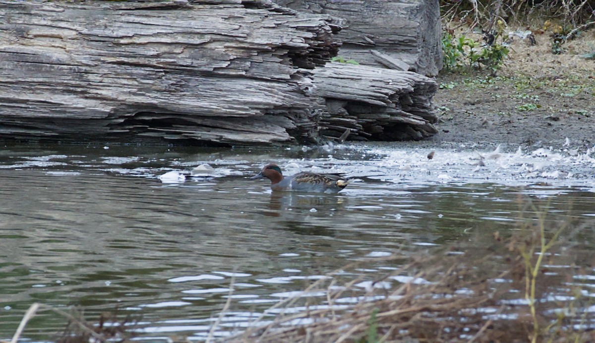Green-winged Teal - ML643464055