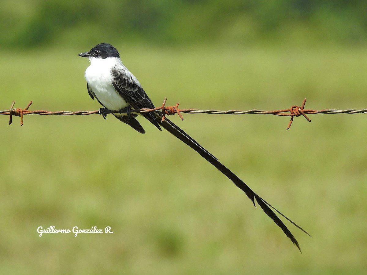 tyran savanový - ML643464056