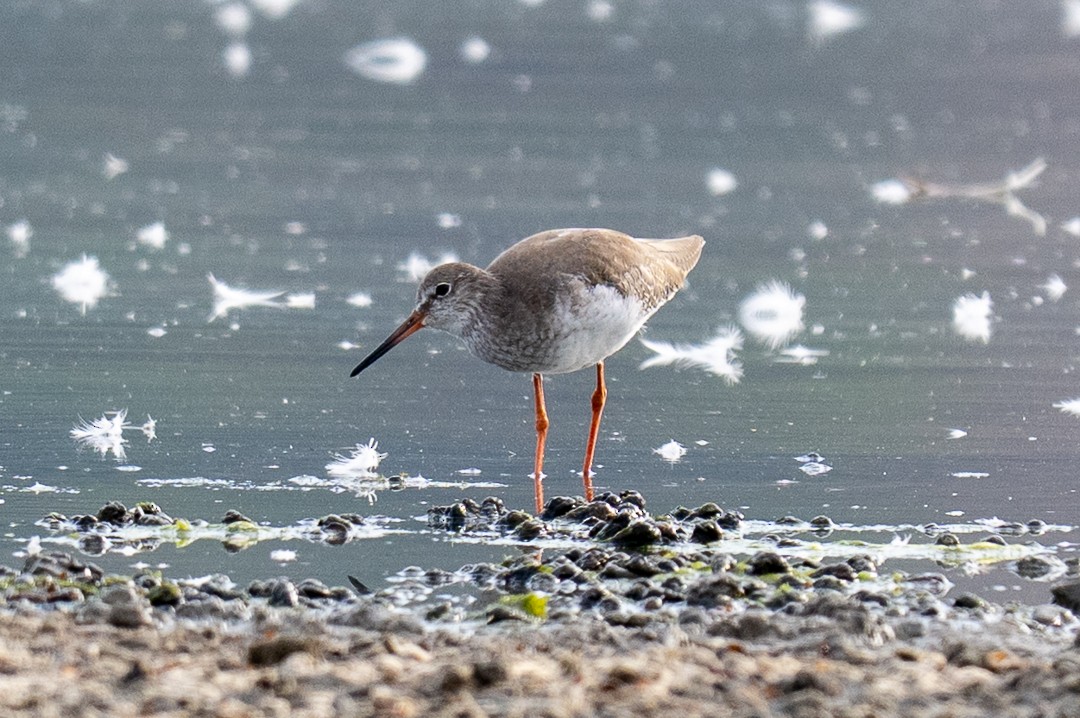 Common Redshank - ML643464057