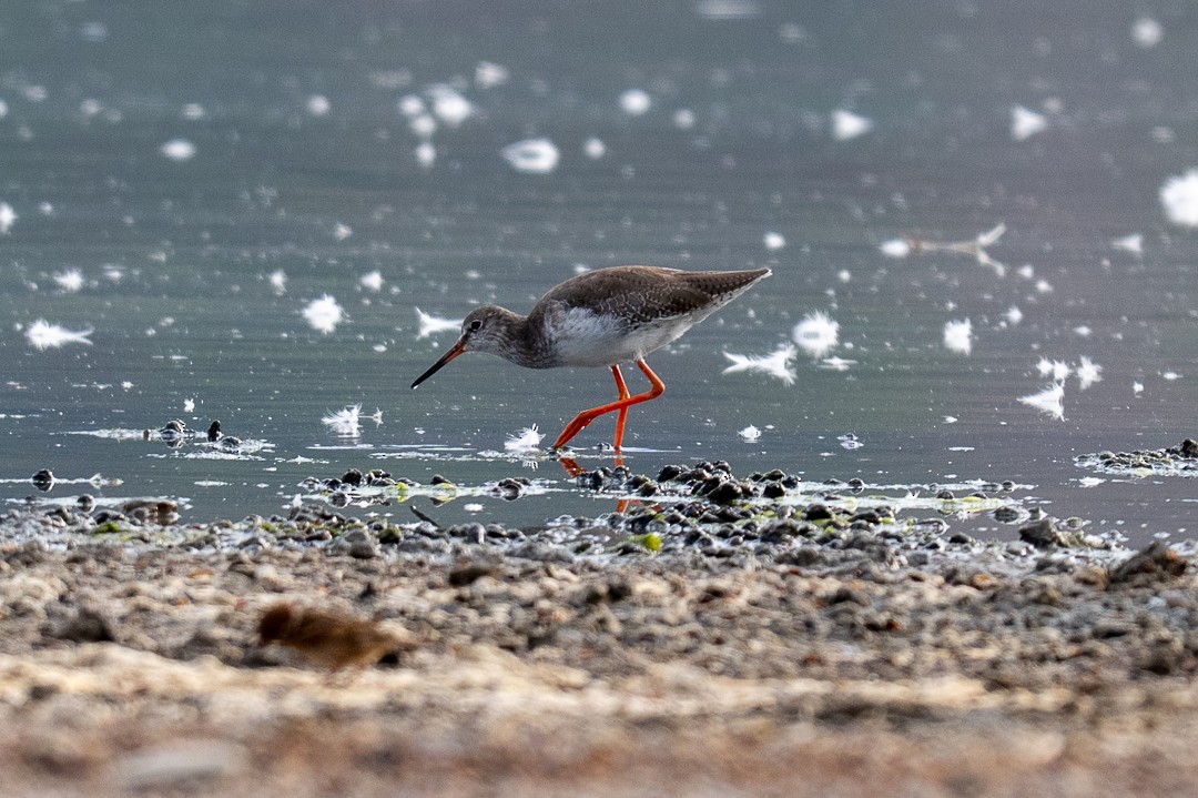 Common Redshank - ML643464058