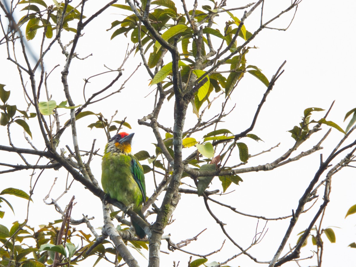 Желтогорлый бородастик - ML643464059