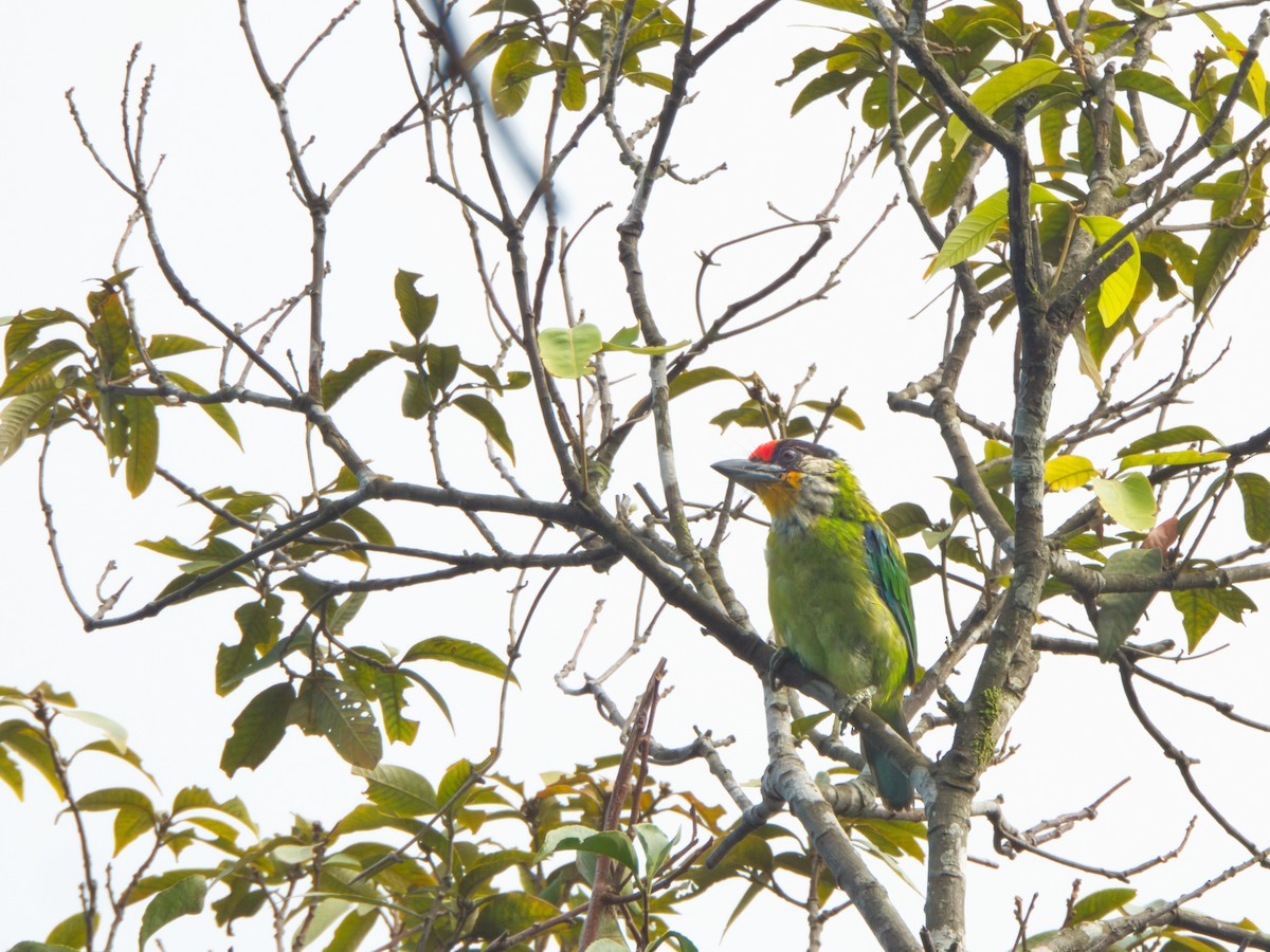 Желтогорлый бородастик - ML643464061