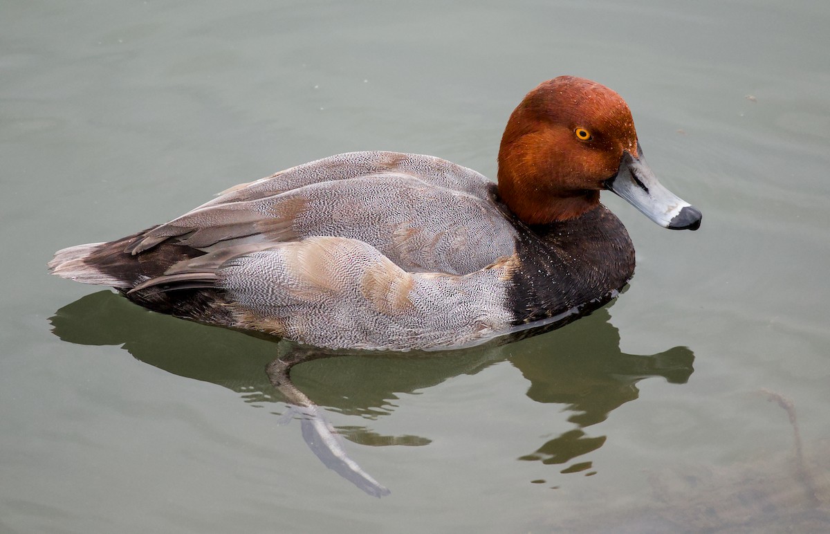 Redhead - ML643464065