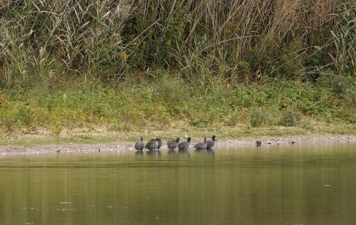 American Coot - ML643464074