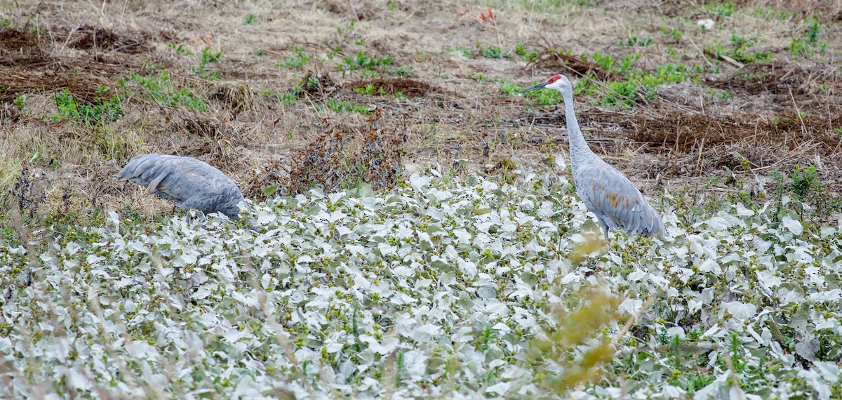 Sandhill Crane - ML643464075