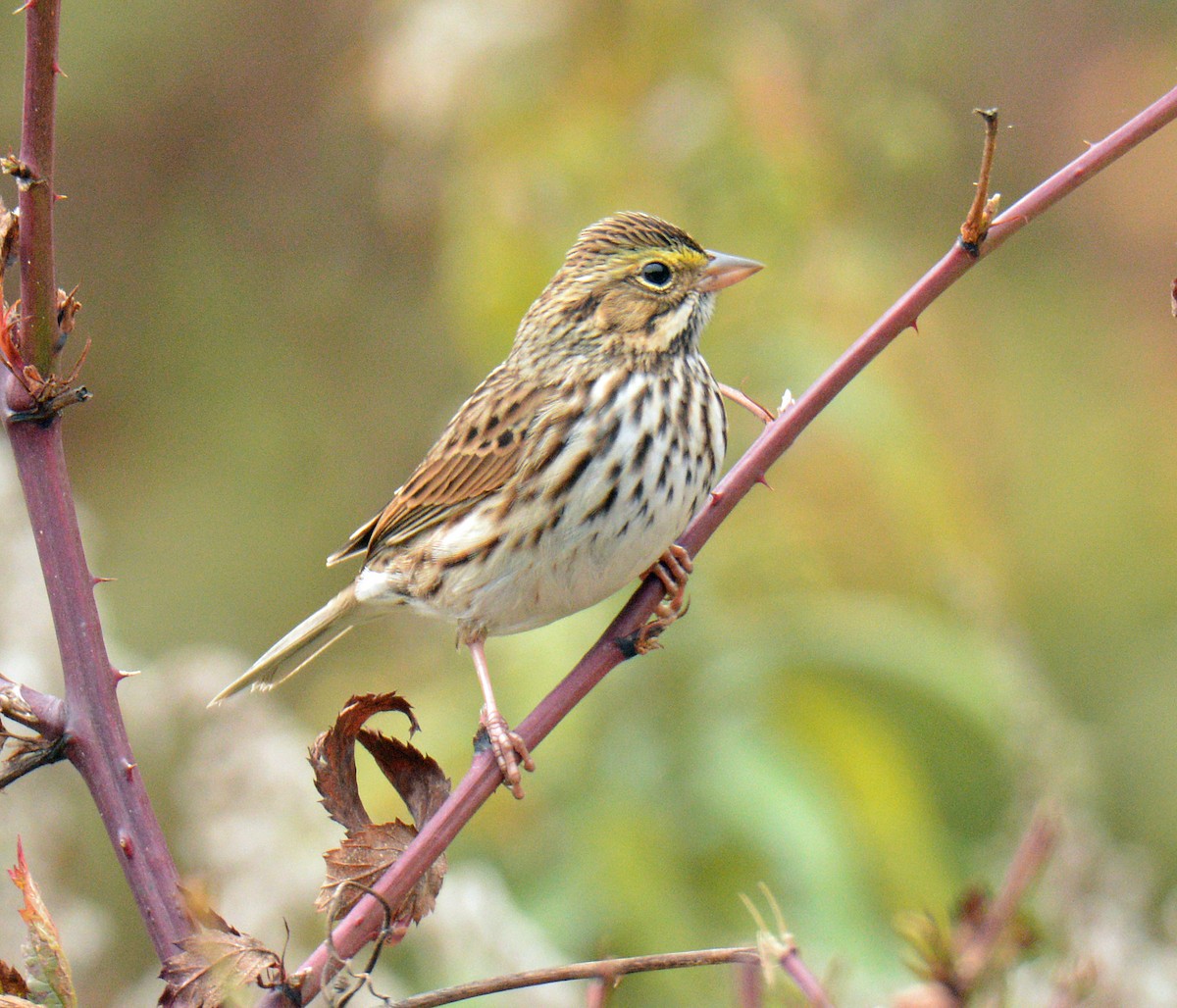 Savannah Sparrow - ML643464077