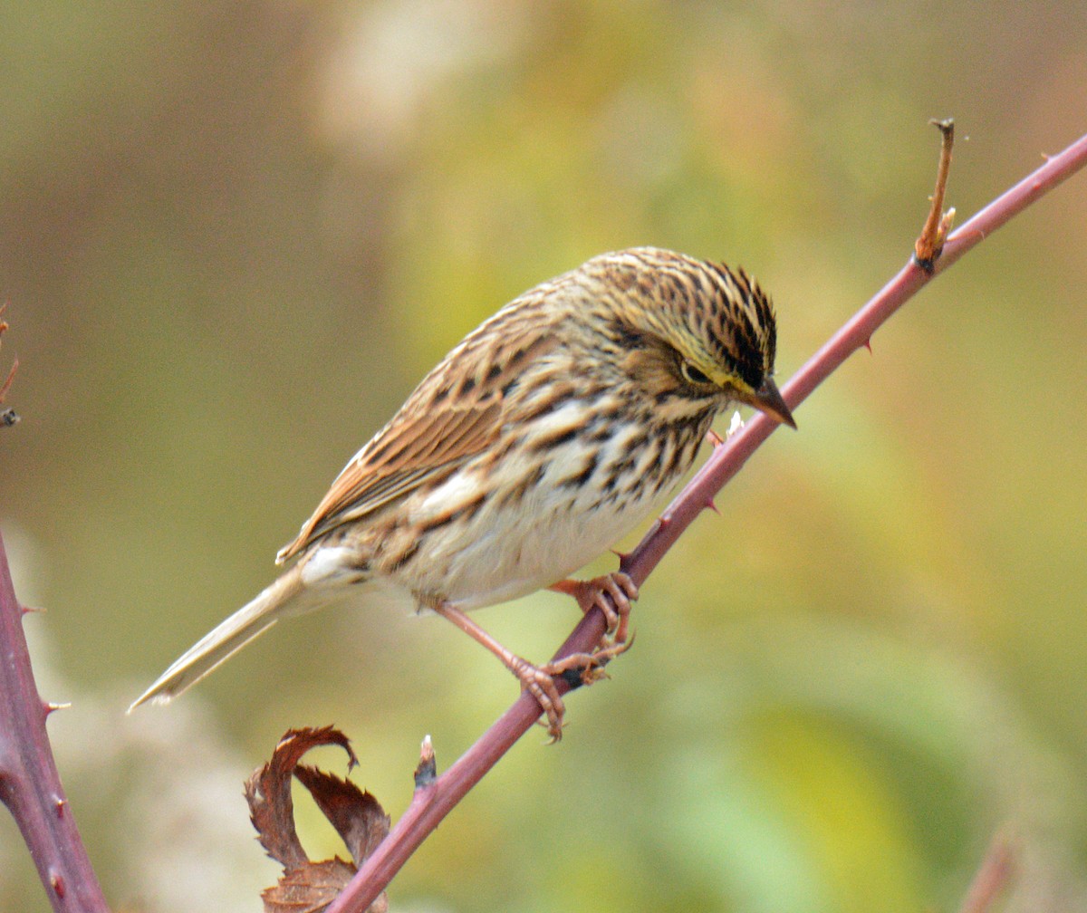 Savannah Sparrow - ML643464078