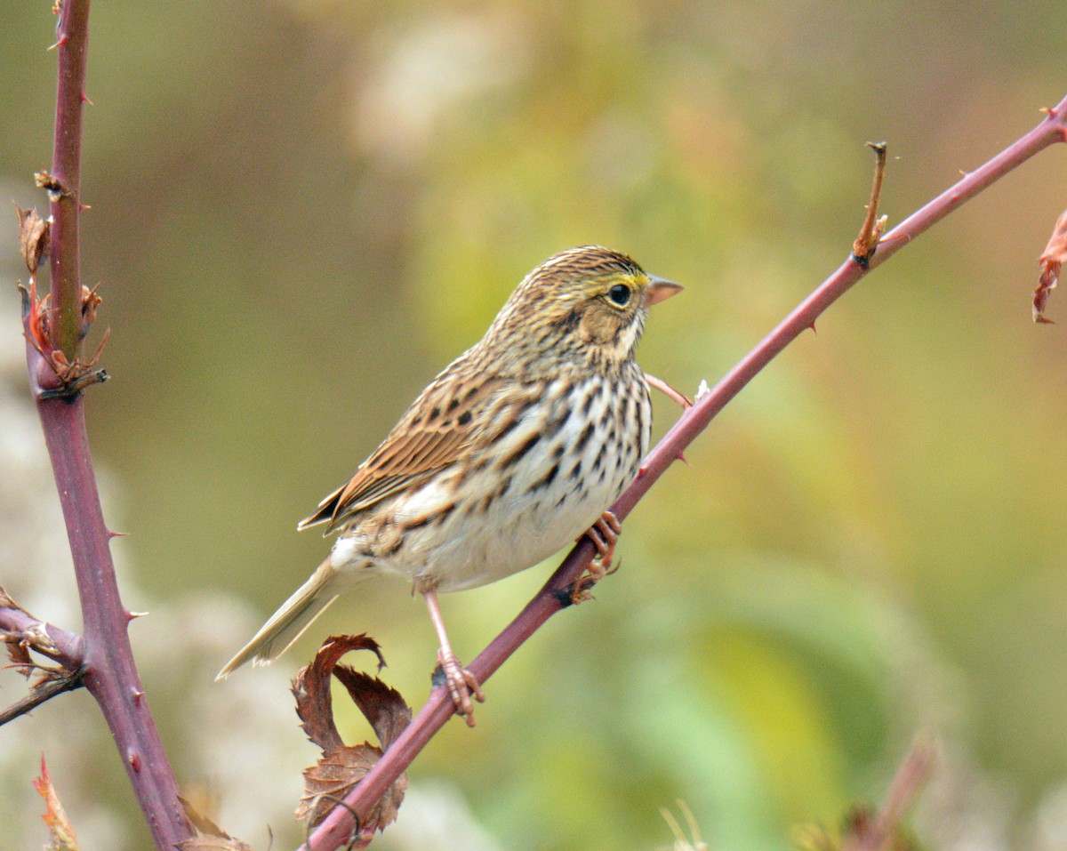 Savannah Sparrow - ML643464079