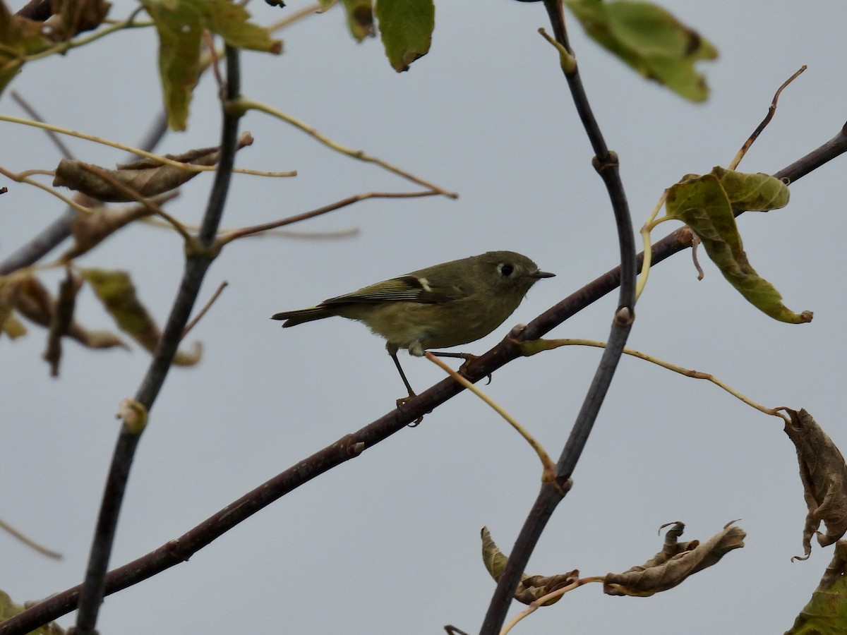 Roitelet à couronne rubis - ML643464082