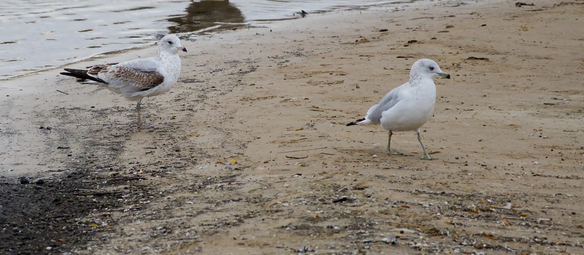 Ring-billed Gull - ML643464085