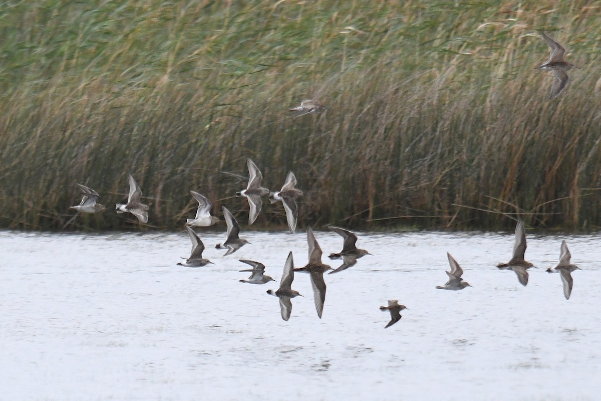 White-rumped Sandpiper - ML643464088