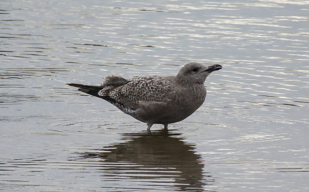 American Herring Gull - ML643464089