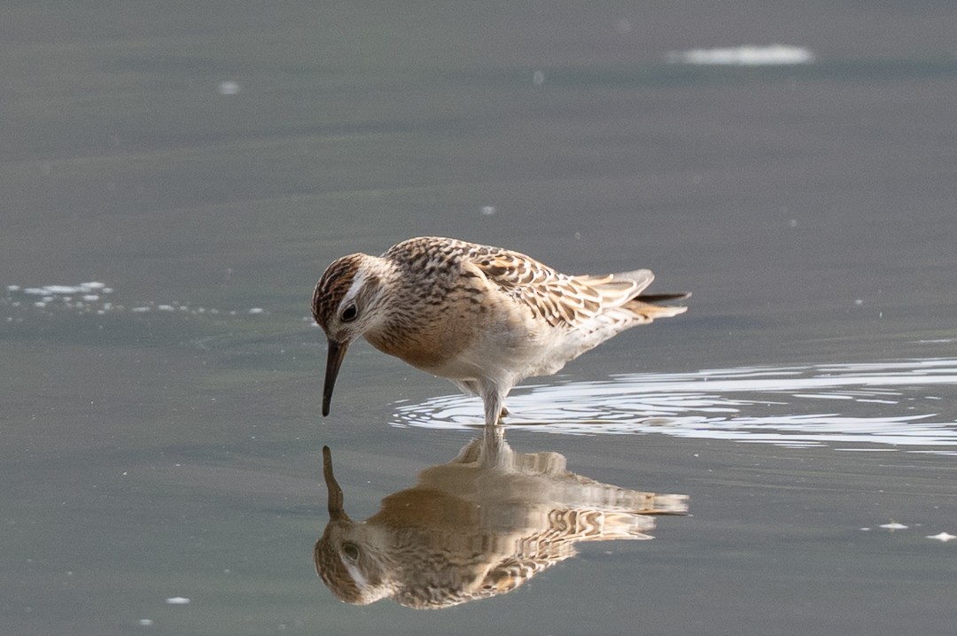 Sharp-tailed Sandpiper - ML643464090