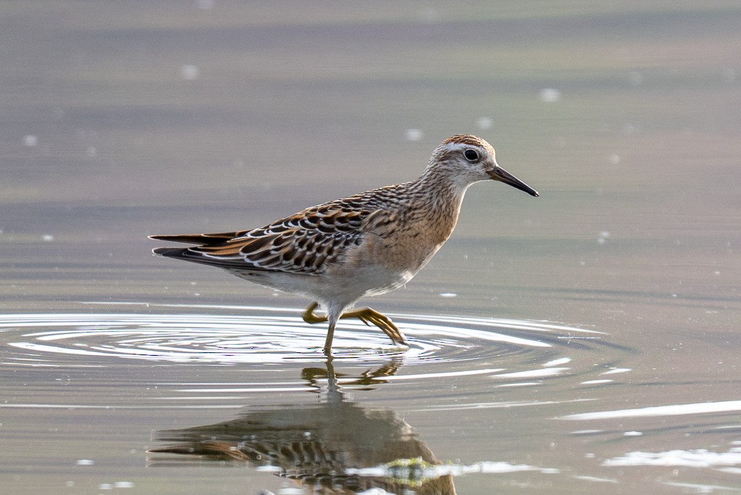 Sharp-tailed Sandpiper - ML643464091