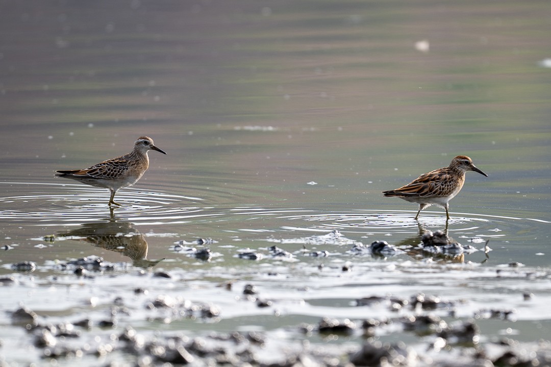 Sharp-tailed Sandpiper - ML643464092