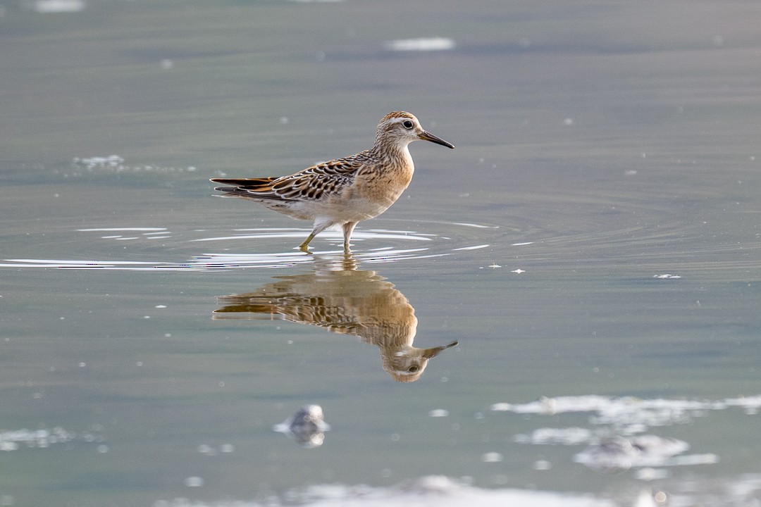 Sharp-tailed Sandpiper - ML643464093
