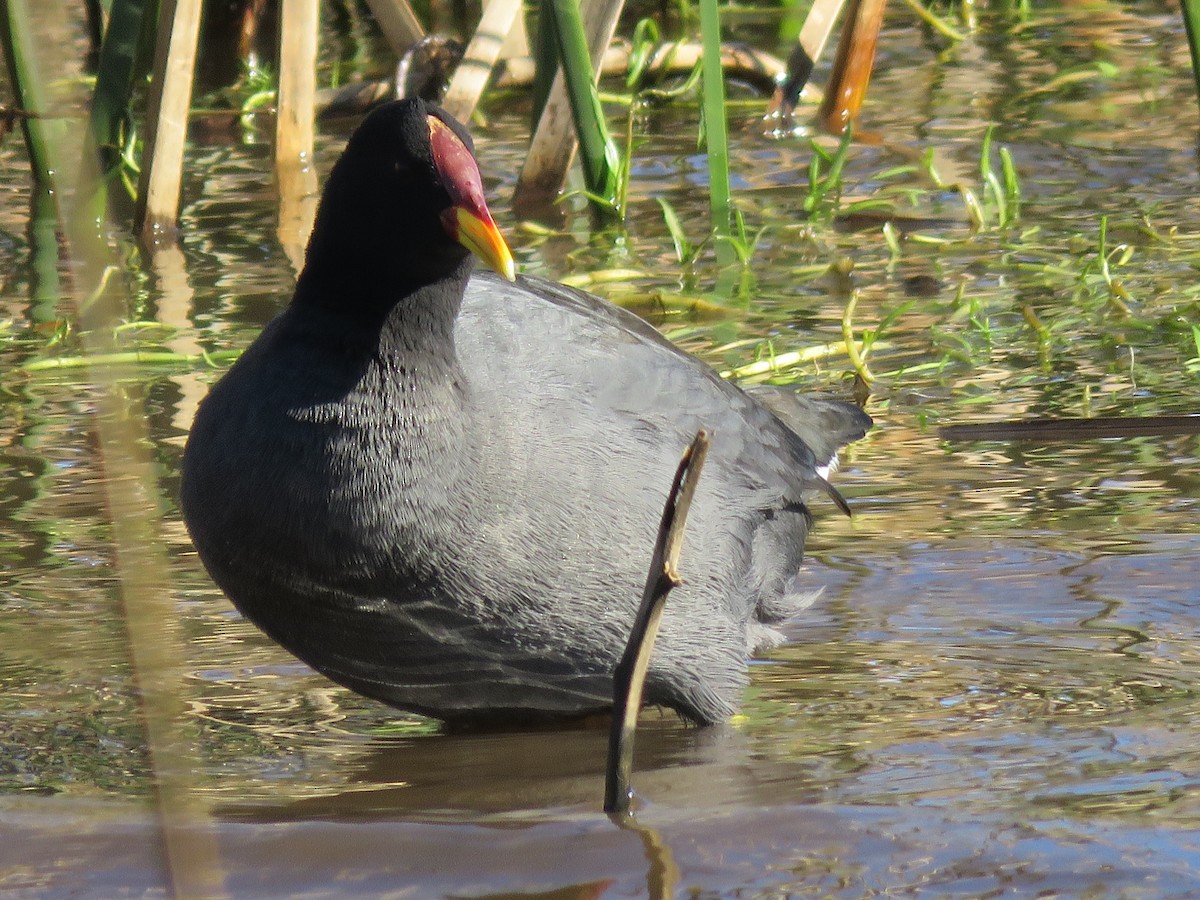 Red-fronted Coot - ML643464095