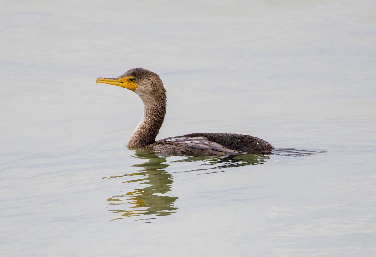 Double-crested Cormorant - ML643464096