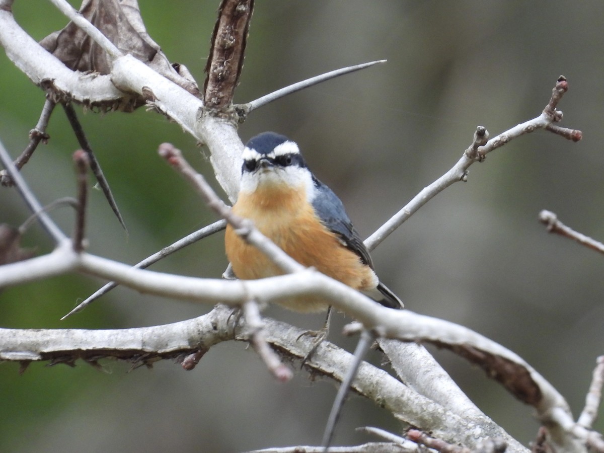 Red-breasted Nuthatch - ML643464109