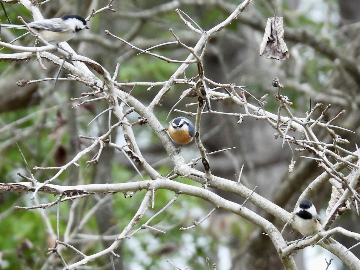 Red-breasted Nuthatch - ML643464110
