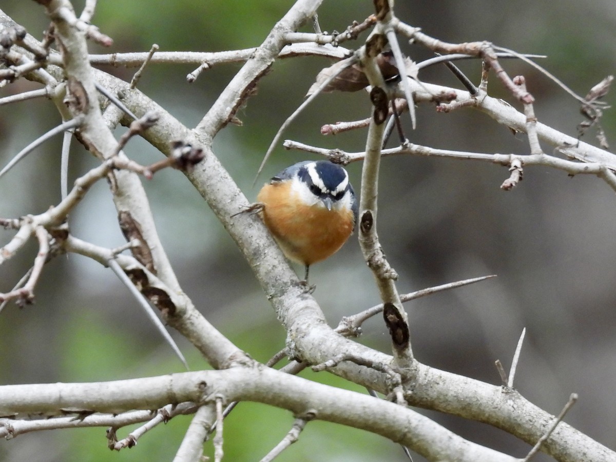 Red-breasted Nuthatch - ML643464111