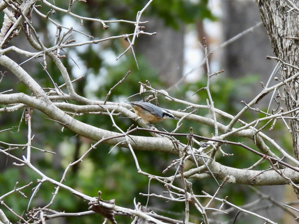 Red-breasted Nuthatch - ML643464112