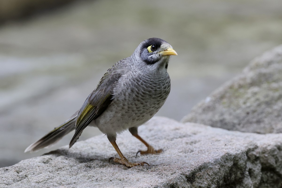 Noisy Miner - ML643464118