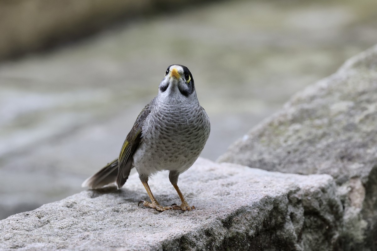 Noisy Miner - ML643464119