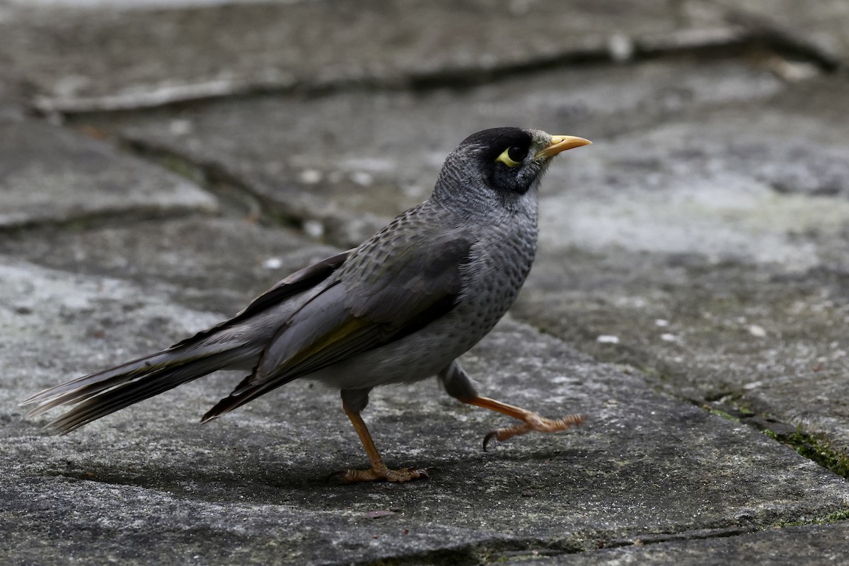 Noisy Miner - ML643464120