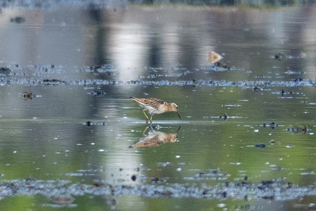 Sharp-tailed Sandpiper - ML643464146