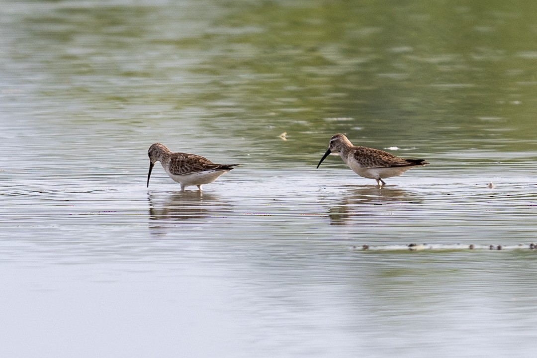 Curlew Sandpiper - ML643464147