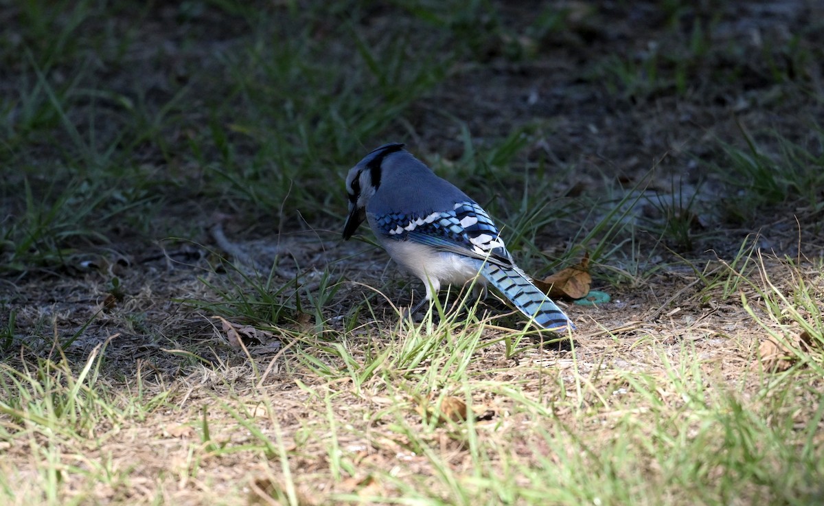 Blue Jay - ML643464149