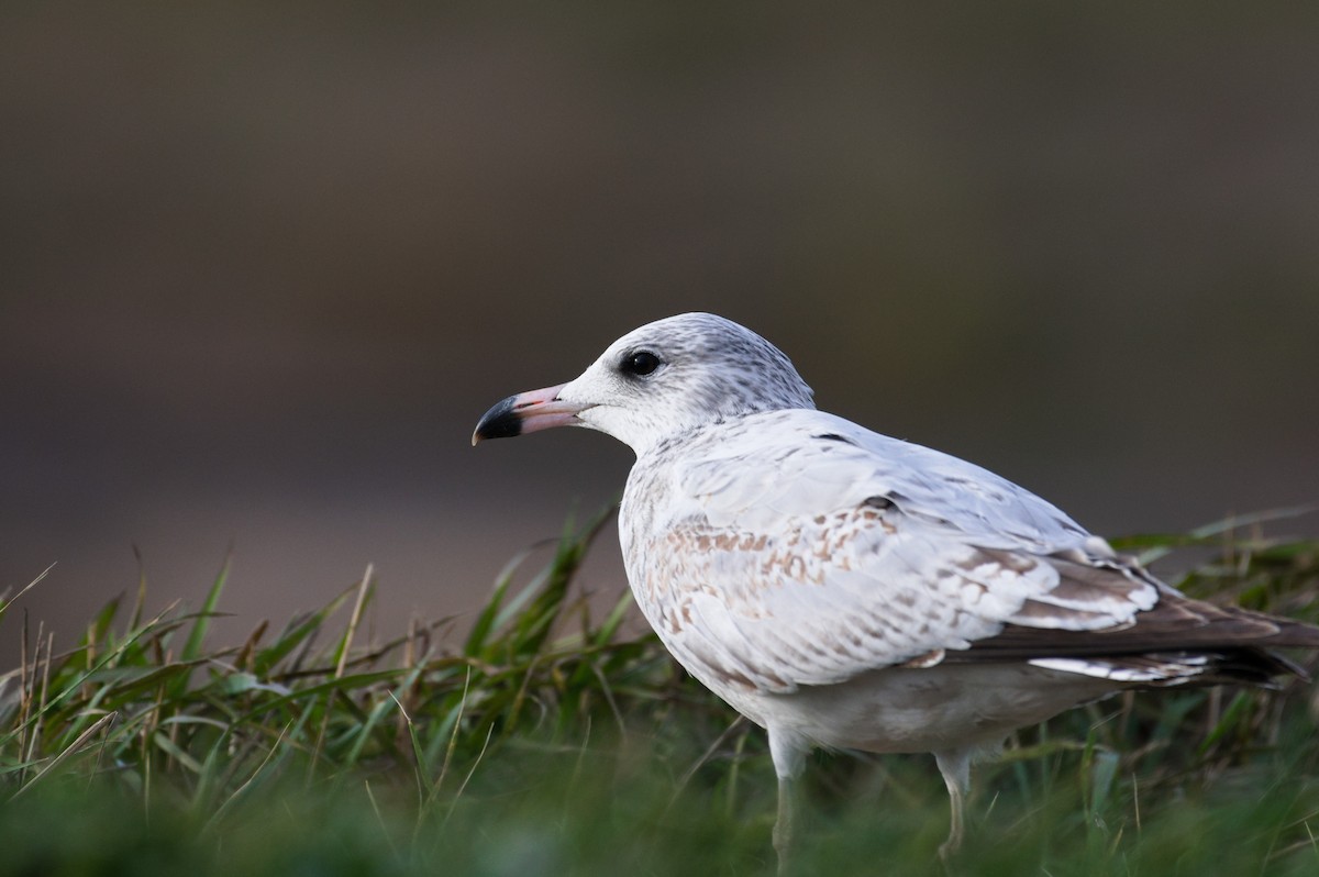 Ring-billed Gull - ML643464153