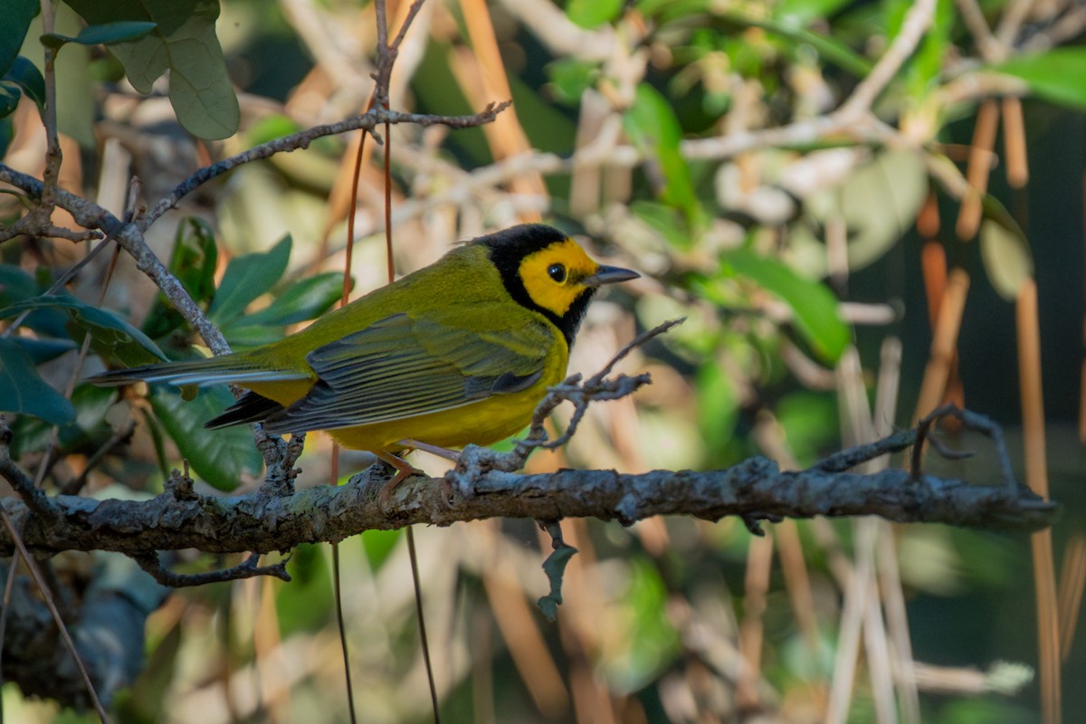 Hooded Warbler - ML643464182