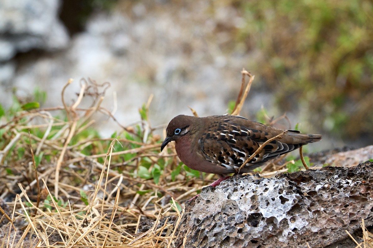 Galapagos Dove - ML643464185