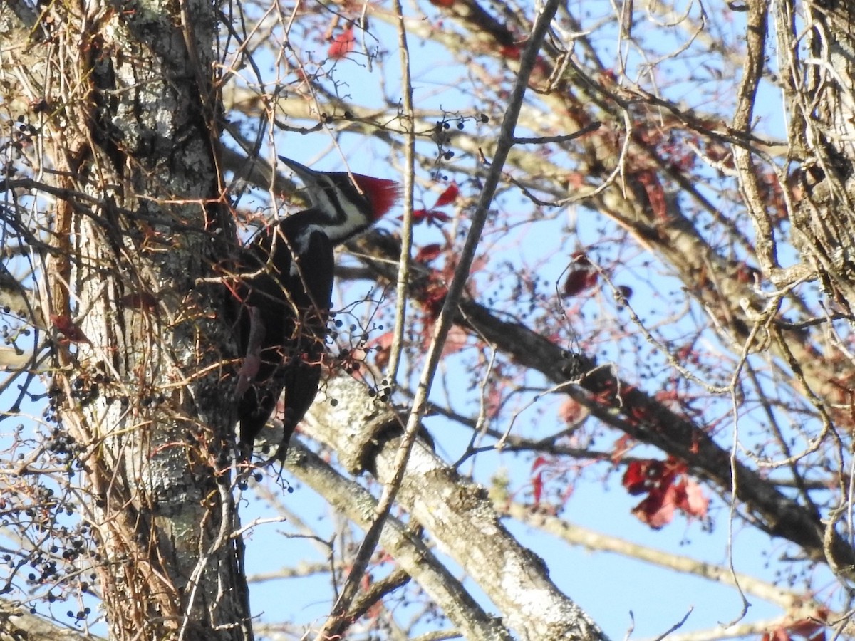 Pileated Woodpecker - ML643464191