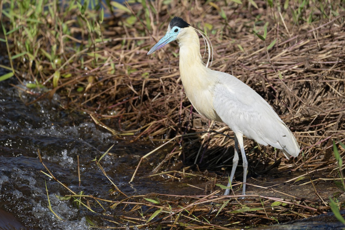 Capped Heron - ML643464194