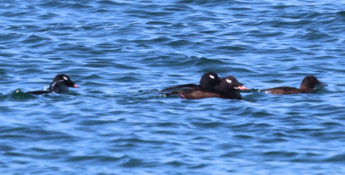 White-winged Scoter - ML643464197
