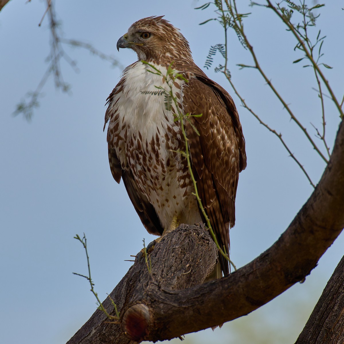 Red-tailed Hawk - ML643464223
