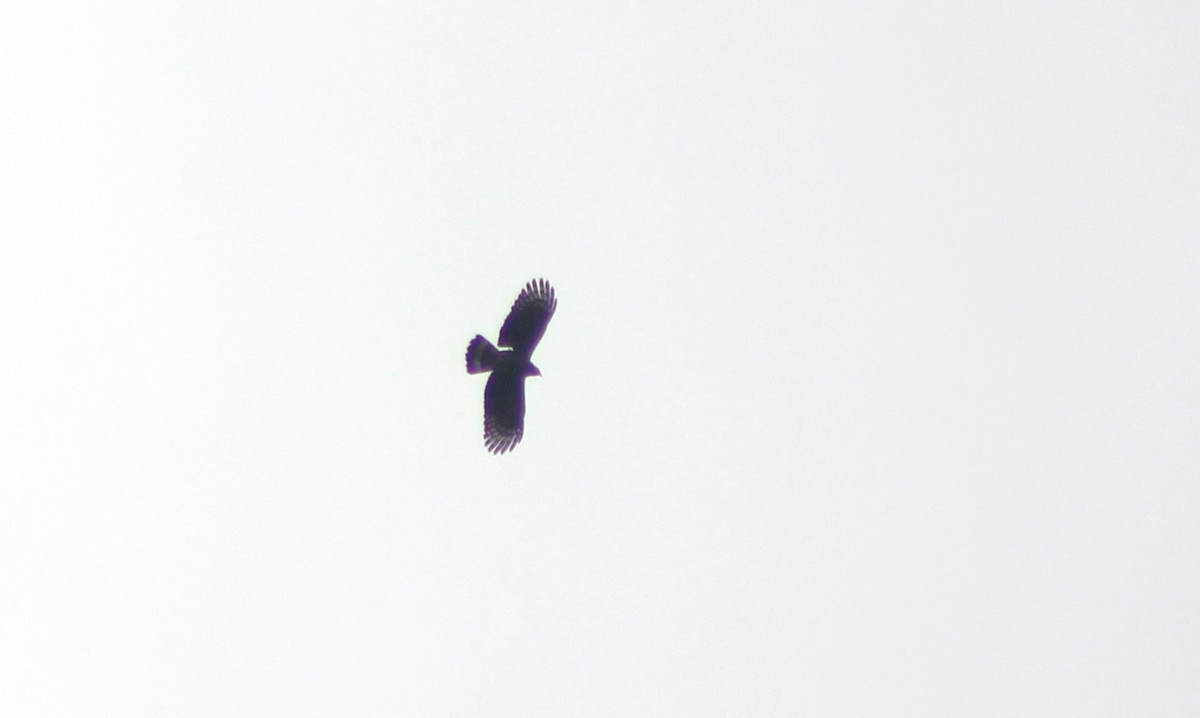 Hook-billed Kite - ML643464227