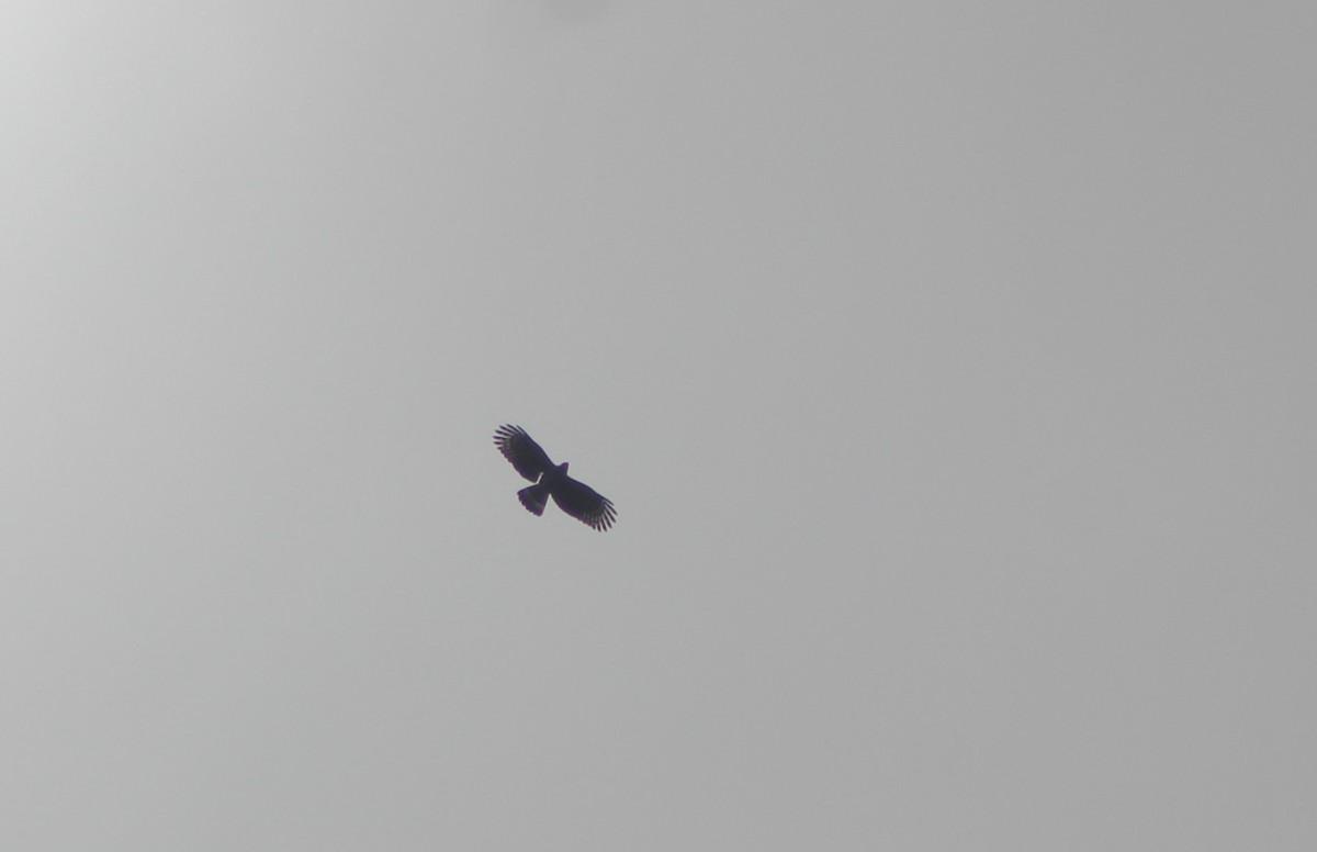 Hook-billed Kite - ML643464228