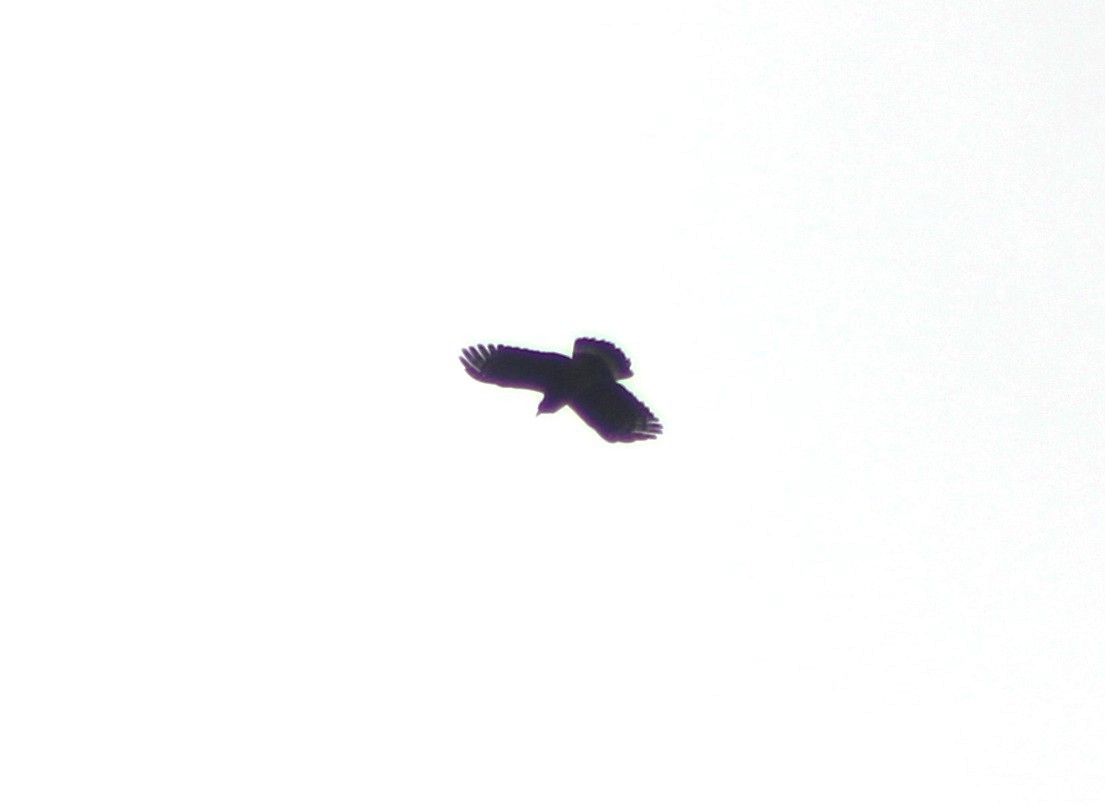 Hook-billed Kite - ML643464229