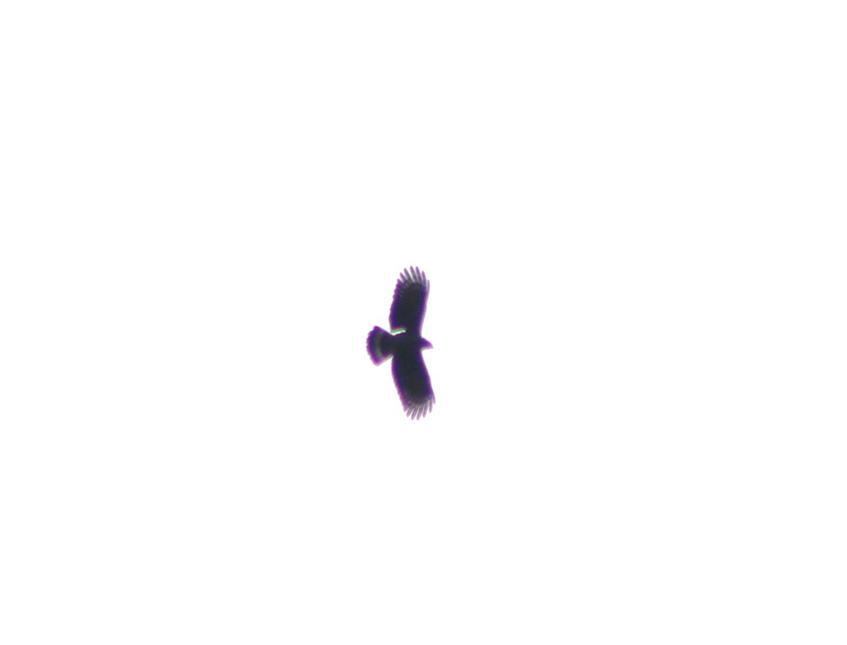 Hook-billed Kite - ML643464230