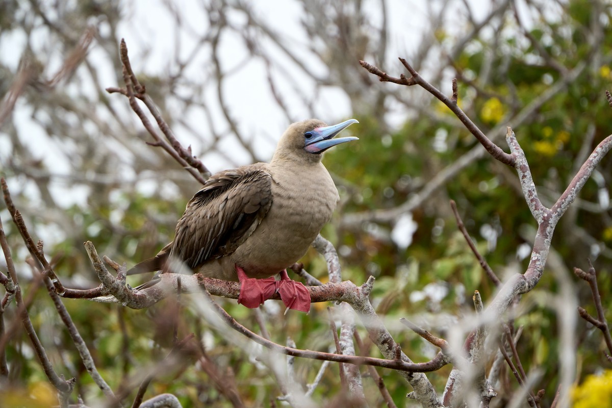 Red-footed Booby (Eastern Pacific) - ML643464238