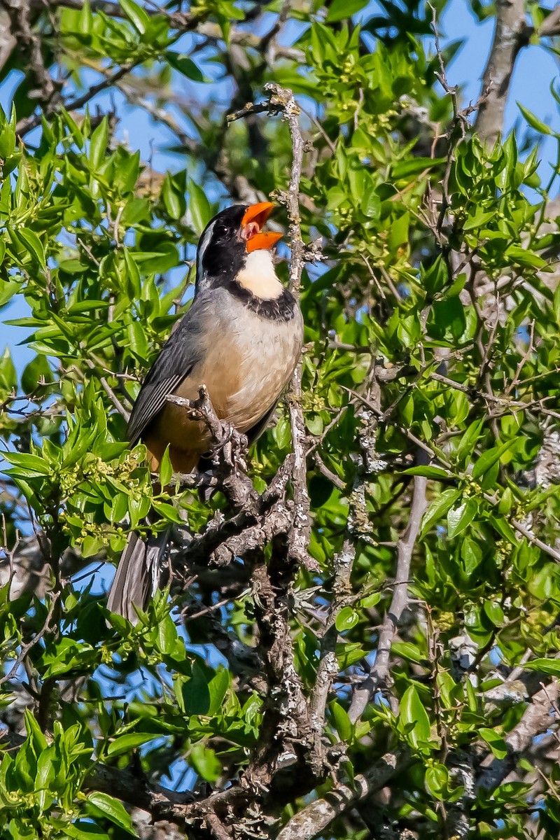 Golden-billed Saltator - ML643464248