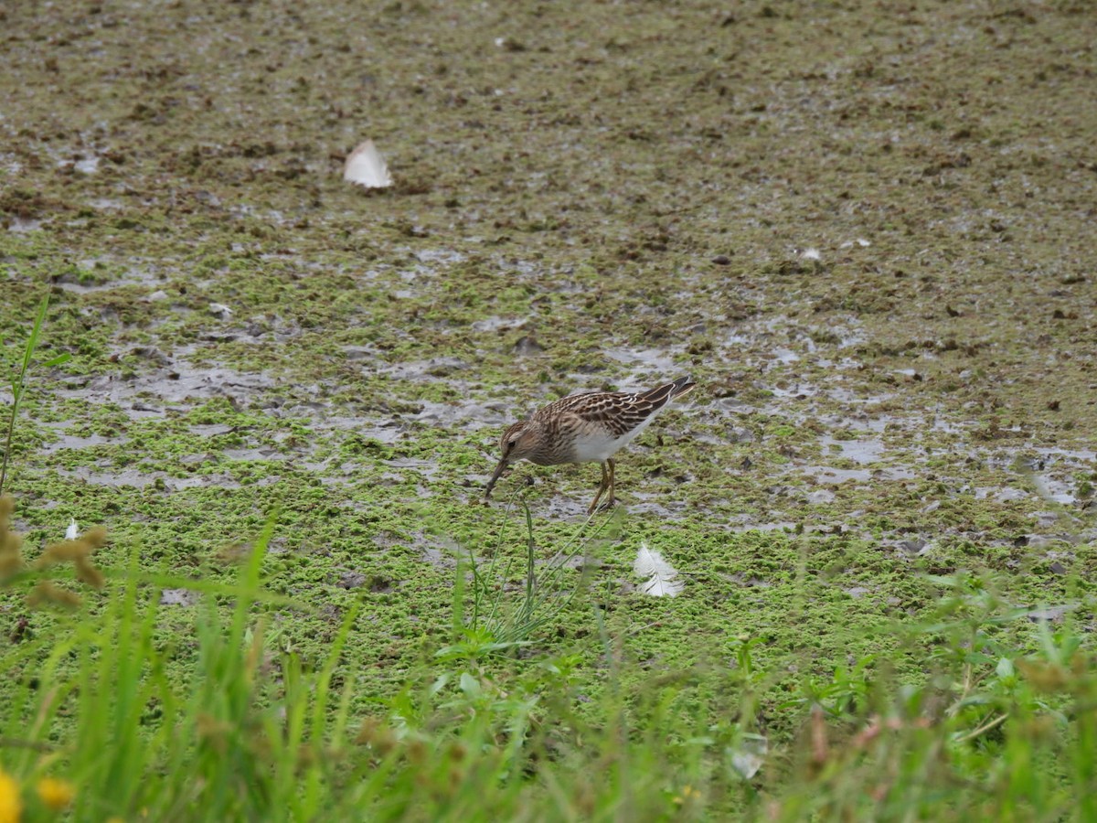 Pectoral Sandpiper - ML643464249