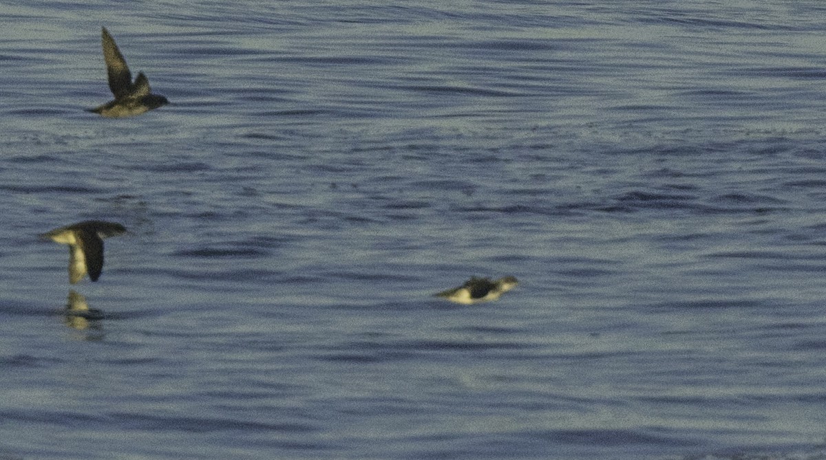 Puffin yelkouan - ML643464250