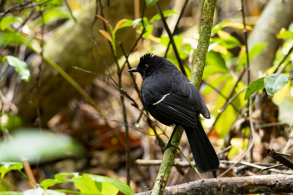 Weißbinden-Ameisenvogel - ML643464258